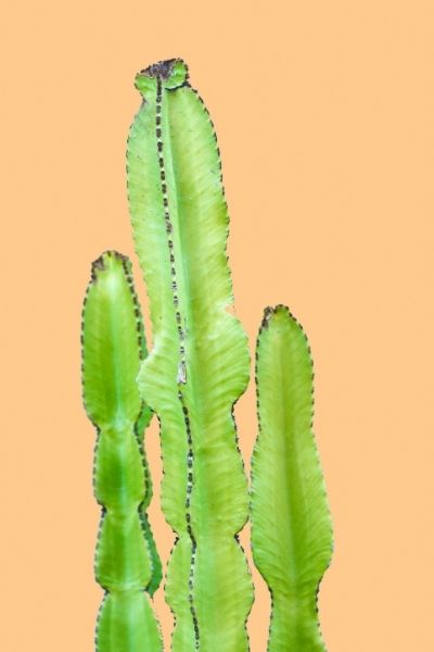 candelabra-cactus-large-indoor-plants-and-trees