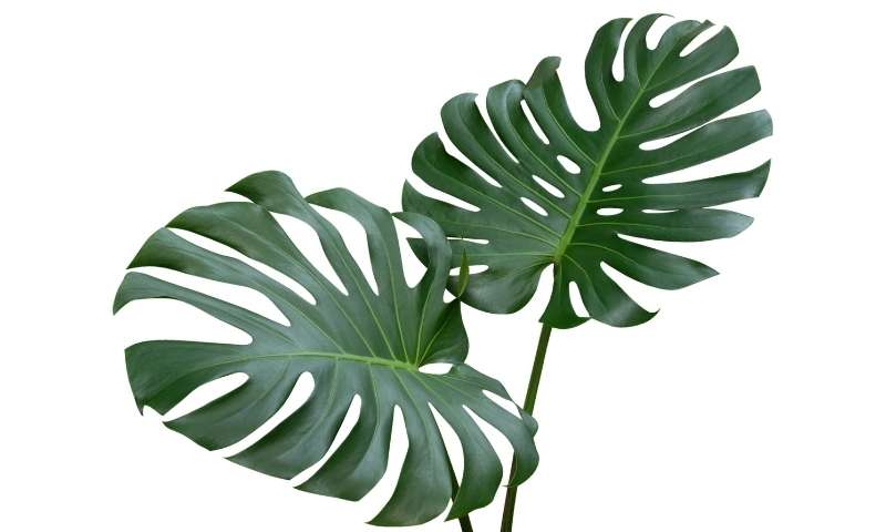 monstera-houseplants-for-beginners