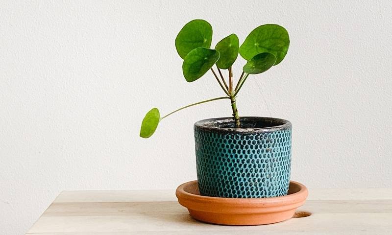 pilea-beginner-houseplants