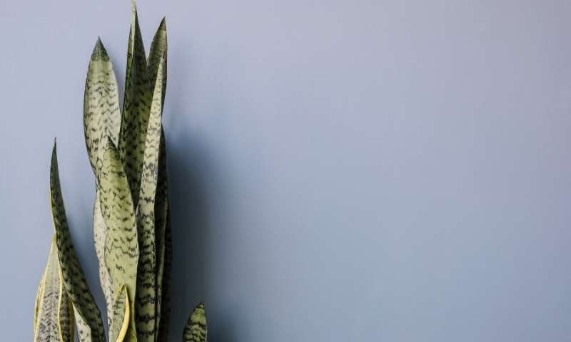 snake-plant-houseplants-for-beginners