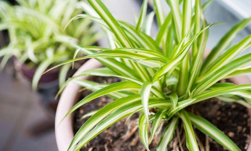 spider-plant-houseplants-for-beginners