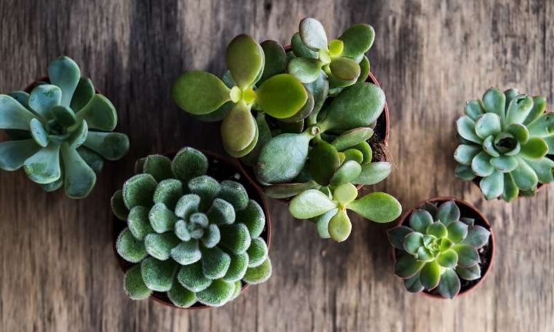 succulents-houseplants-for-beginners