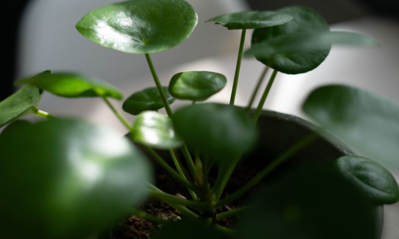 Pilea Peperomioides care dark focus