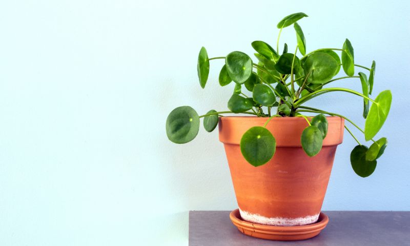 pilea peperomioides care terracotta pot