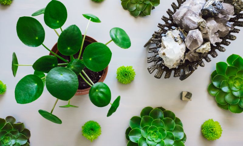 pilea peperomioides care from above