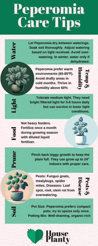 Peperomia Care Guide Infographic - Peperomia Obtusifolia