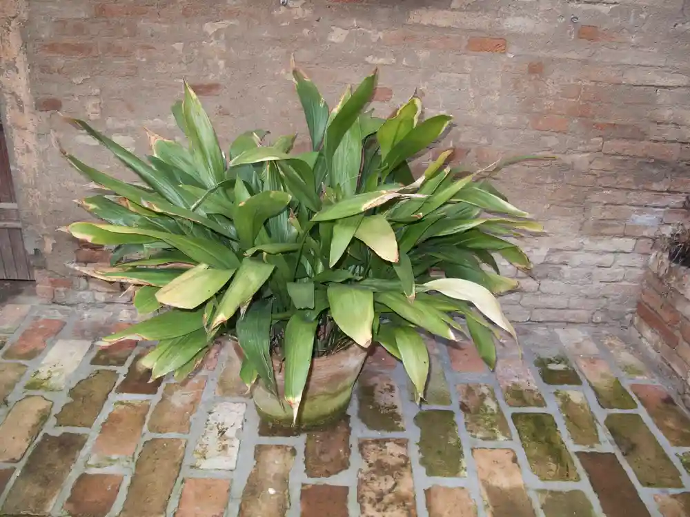 cast iron plant Aspidistra elatior best houseplants for cold rooms