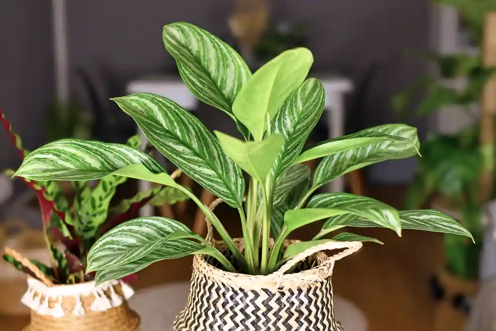 chinese evergreen houseplants for cold rooms