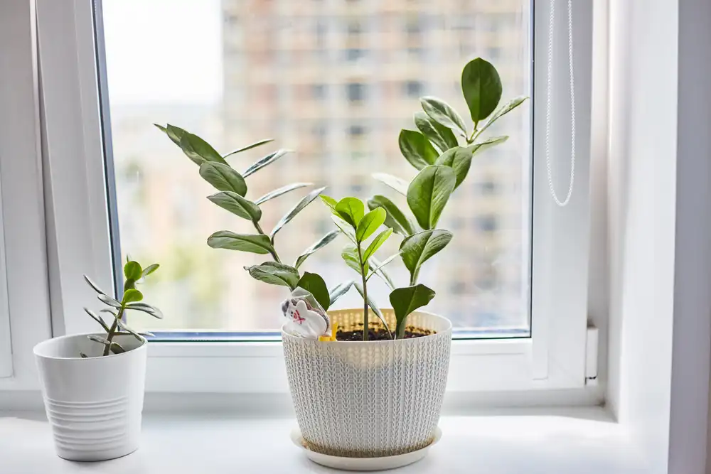 how to measure light for houseplants window