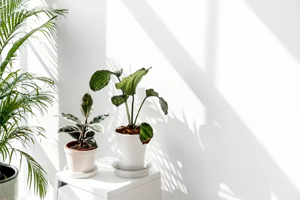 how to measure light for houseplants shadow test