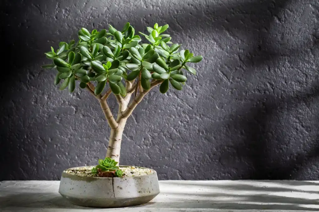 Jade Plant concrete background cold tolerant