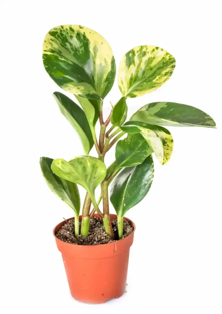 Peperomia Golden Gate Care Tips