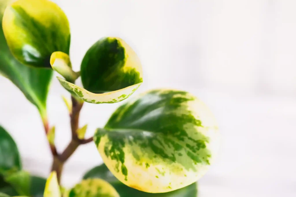 Peperomia Golden Gate Care Tips