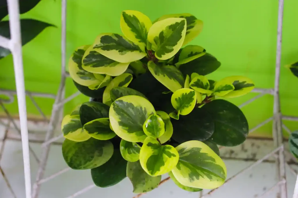 Peperomia Golden Gate Care Tips