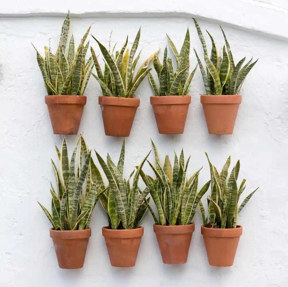 snake plant cold tolerant plants