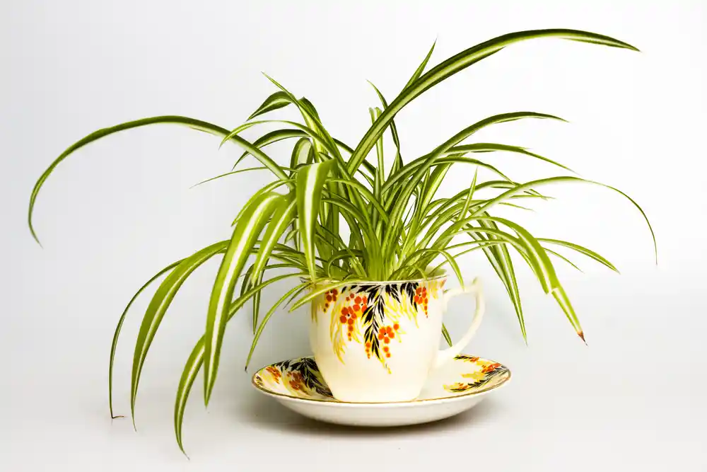 spider plant plants for cold rooms