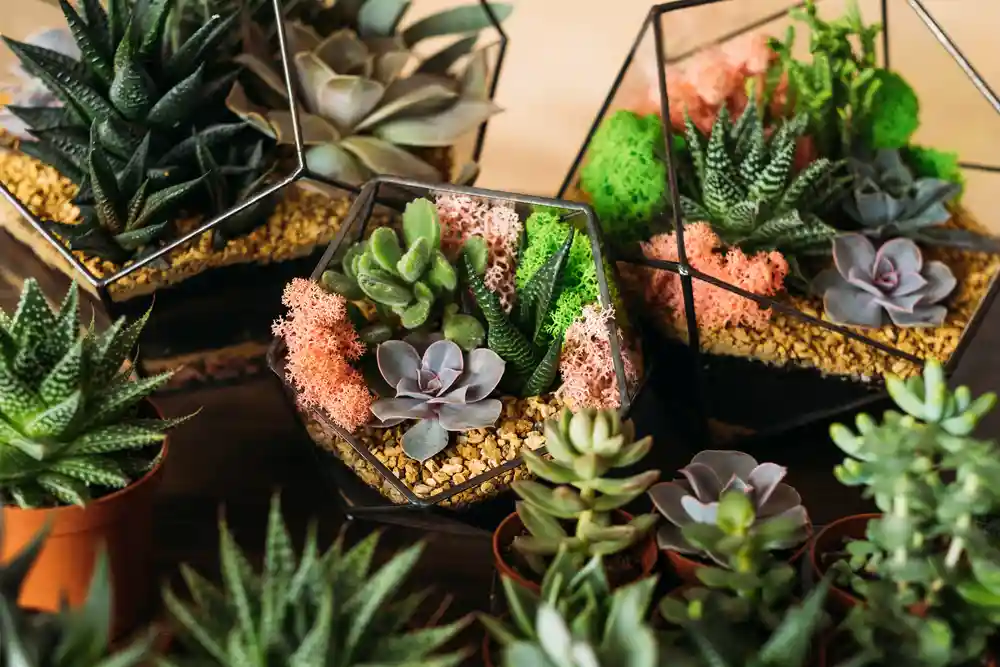 succulents in cold rooms