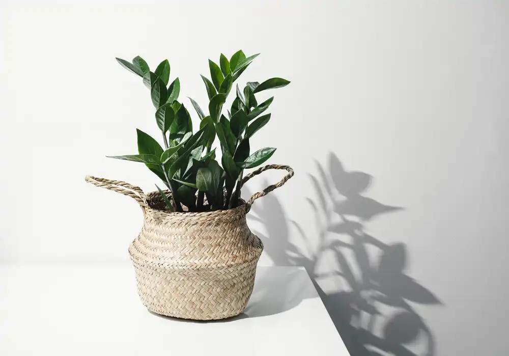 ZZ Plant Zamioculcas zamiifolia best houseplants for cold rooms