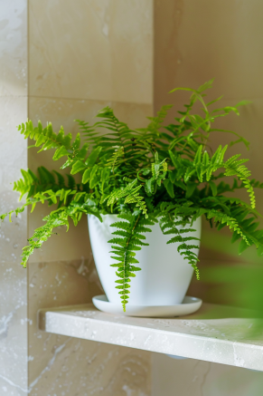 lush green ferns suitable for low light conditions indoors, grow well