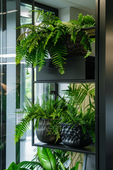 Tropical ferns thrive in shaded areas, perfect for indoor spaces.